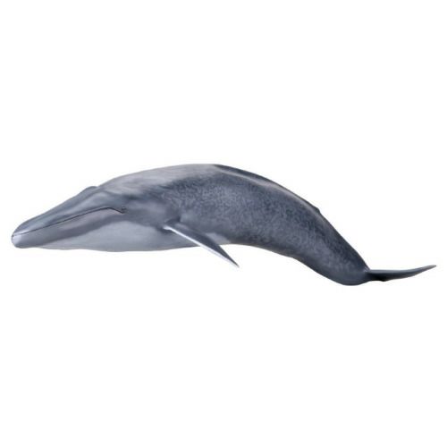 メガソフビアドバンス シロナガスクジラ